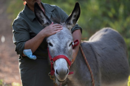 Donkey therapy eases Spain medics.jpg