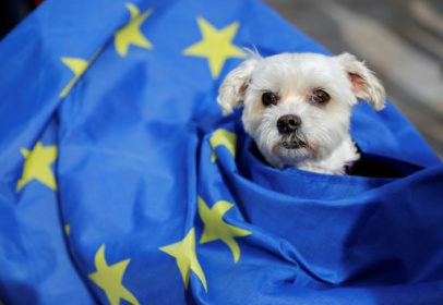 UK pet owners have bone to pick with post-Brexit travel rules.jpg