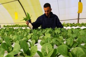 brings hydroponics to Libya.jpg