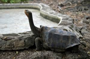 Covid-19 brings tourism, science to a halt on Galapagos Islands.jpg