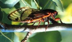 US braces for billions of cicadas to emerge after 17 years underground.jpg