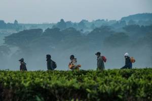 Climate to ravage Kenya's tea production.jpg