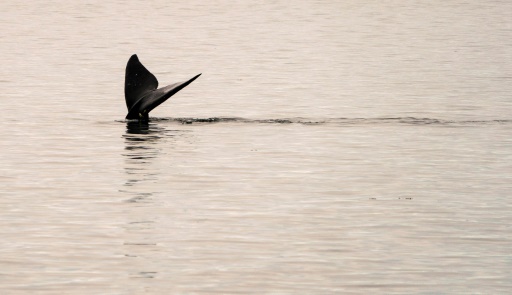 Speeding ships killing endangered North Atlantic right whales: study