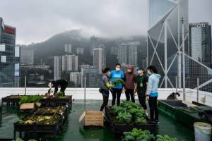 Hong Kong's urban farms sprout gardens in the sky.jpg