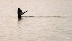 Speeding ships killing endangered N. Atlantic right whales.jpg