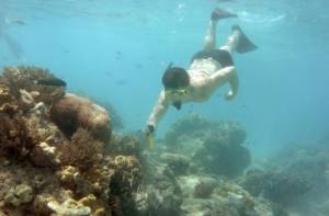 Great Barrier Reef's World Heritage status at risk.jpg