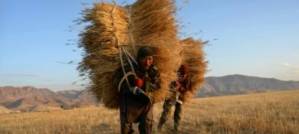 World food prices post largest drop in seven years