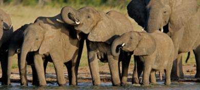 African Elephant Cull