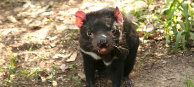 Tasmanian Devil Plague