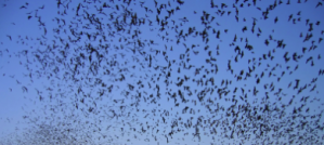 Everything is BIGGER in Texas, Even its Bat Community