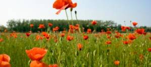 The Tall Poppy Syndrome