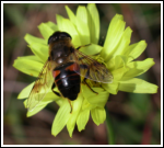 The Unbearable Lightness of Beekeeping