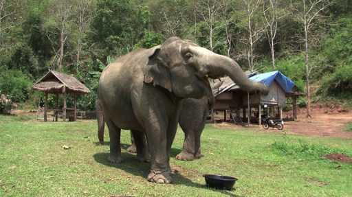 Expensive espresso: Thailand's elephant dung coffee