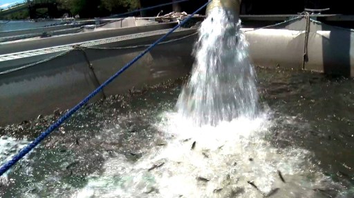 Salmon hitch a ride to the ocean because of California drought