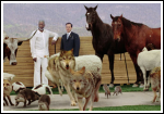 Evan Almighty, A Preview