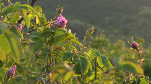 Future looks rosy for Bulgaria's rose oil industry