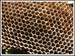 Colony Collapse Disorder Revisited