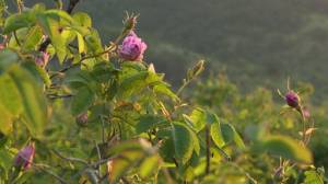 Future looks rosy for Bulgaria's rose oil industry