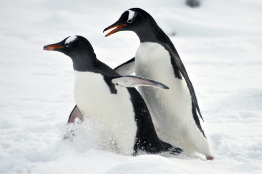 Vast Antarctic marine reserves in focus at Australia talks