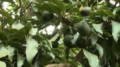 Kenyan avocado growers reaping benefits from West's obsession