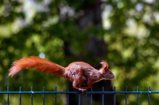 Nuttin' to it: How squirrels use parkour to leap and land