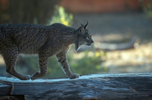 In Spain, Iberian lynx claws back from brink of extinction