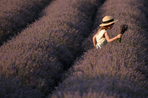 Moldova's lavender flourishes after post-Soviet decline