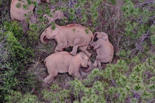 With drones and bananas, China coaxes wayward elephants home