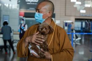 Chinese monk who saved 8,000 strays is dog's best friend.jpg