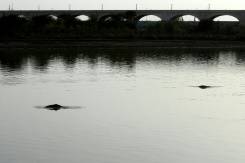 Fishermen join fight to save endangered Pakistan dolphin.jpg