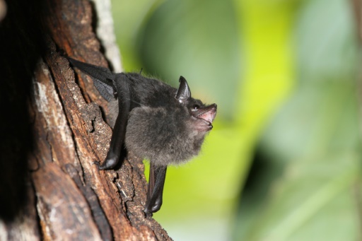 Some baby bats babble like human infants, scientists find