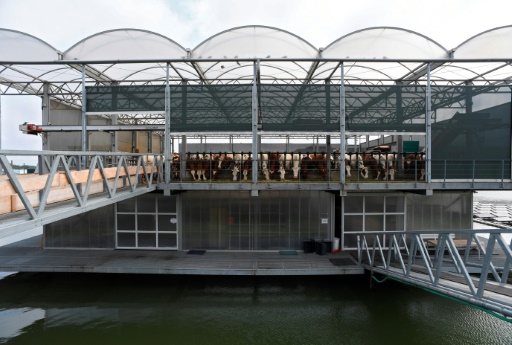 Floating Dutch cow farm aims to curb climate impact