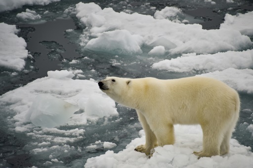 Key UN biodiversity summit to open in China