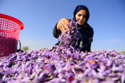 Afghan saffron boss says Taliban will not silence her