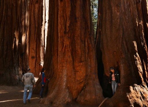 Giant sequoias wrapped in foil to protect from US forest fires