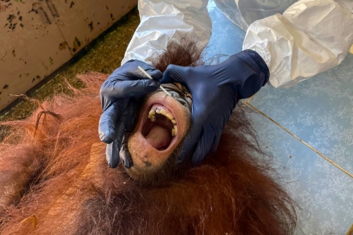 Testing times: Borneo orangutans get Covid swabs