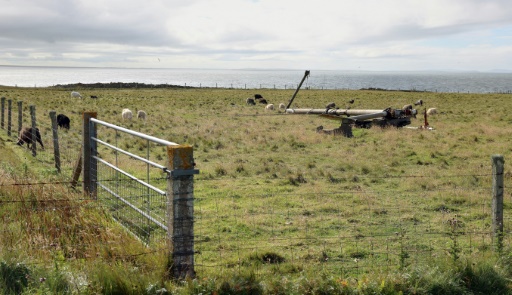 Orkney's seaweed-eating sheep offer hopes of greener farming