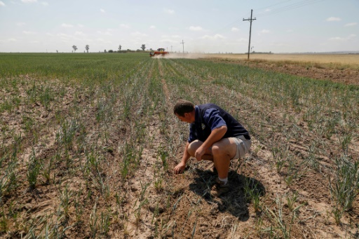 No tilling, no chemicals in S.African farmer's revolution