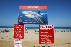 Surfers or seals all the same prey to near-blind sharks