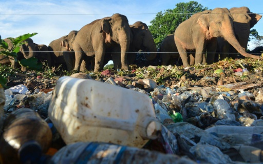 Plastic threatens migratory species in Asia-Pacific: UN