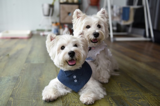 Digital doggies: pet influencers on the rise in Singapore