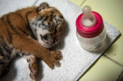 Endangered Bengal tiger cub born at Nicaragua zoo.jpg