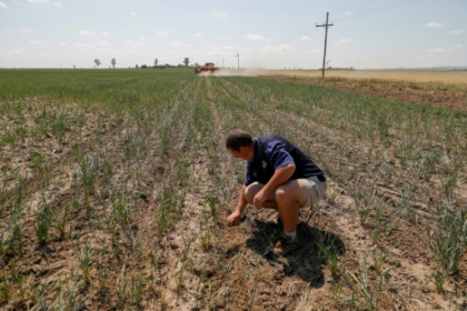 No tilling, no chemicals in S.African farmer's revolution.jpg