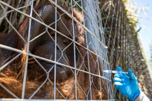 Chilean zoo jabs big cats, orangutan against Covid-19