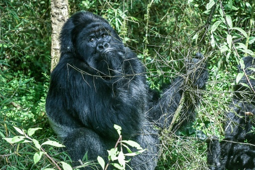 Too many gorillas? The great apes' hunt for space in Rwanda