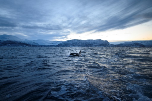 Melting Arctic ice draws killer whales further north