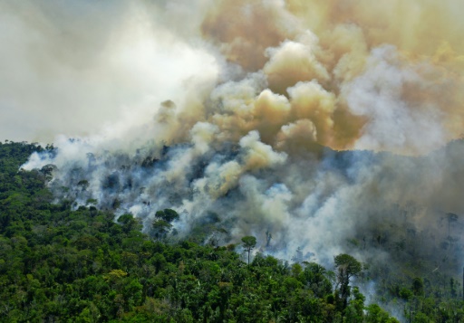 European stores pull products linked to Brazil deforestation