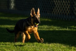 Biden introduces new first pup, 'Commander'