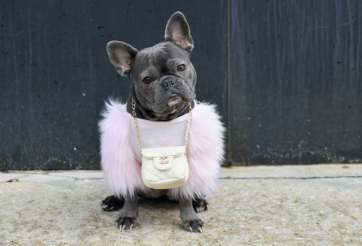 Why thieves are snatching French bulldogs across the US