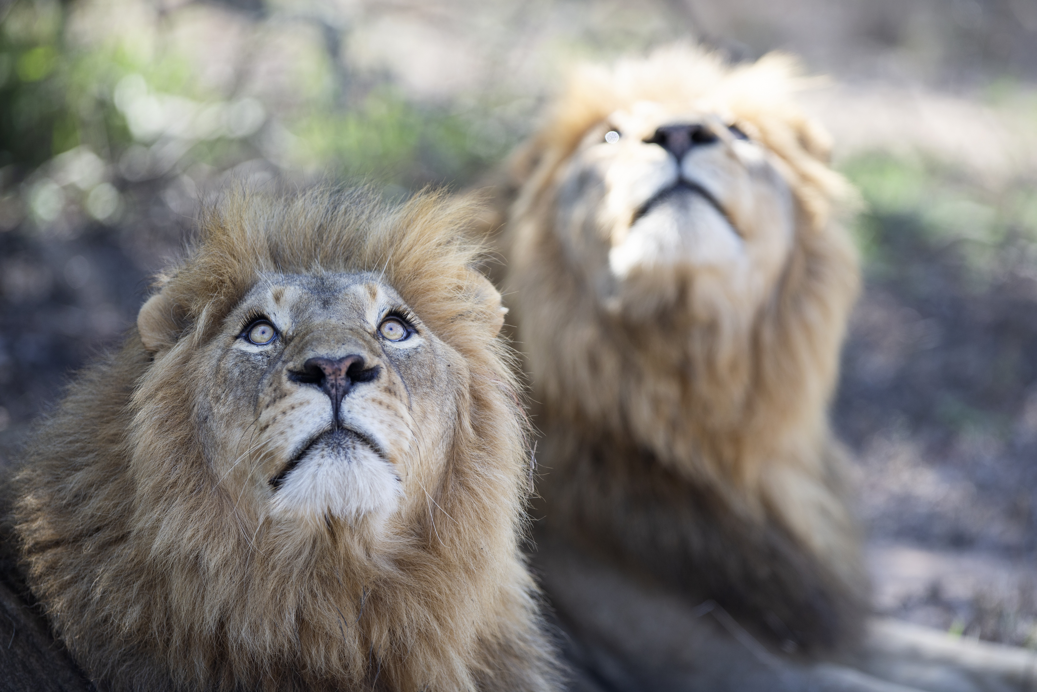 South Africa snips lions to manage species in small reserves